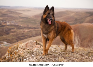 beautiful dog breed Belgian shepherd Tervuren portrait on the walk
