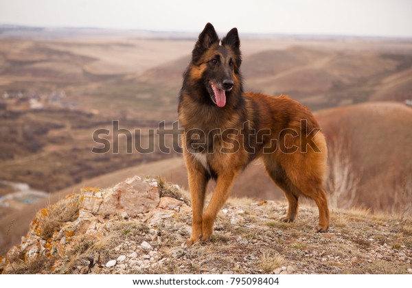 美しい犬種のベルギーの羊飼いテルヴレンのポートレート の写真素材 今すぐ編集