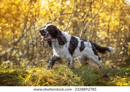 A beautiful dog breed English Springer Spaniel runs through the autumn forest during a walk. Hunting dog breeds. Selective focus. Soft focus.