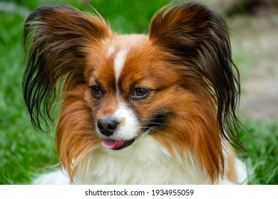 Papillon High Res Stock Images Shutterstock