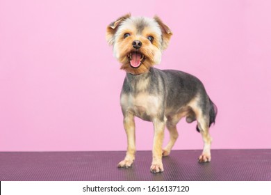 Beautiful dog breed Yorkshire Terrier. Salon for animals. A well-groomed dog sits on a table. Pink background. groomer concept
