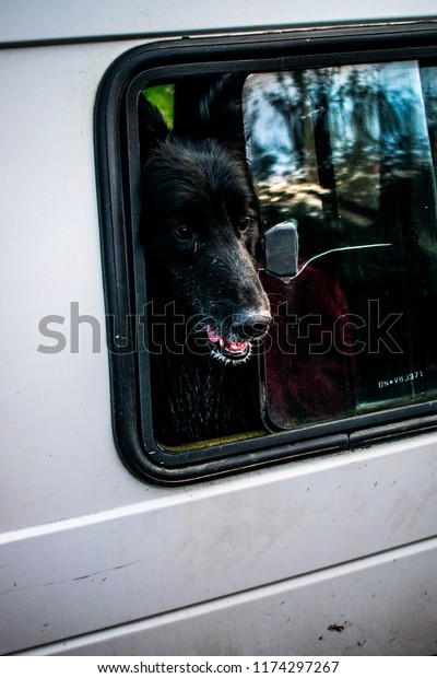 \
beautiful dog in a car\
window