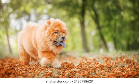 Beautiful dog chow-chow in the autumn park, - Powered by Shutterstock