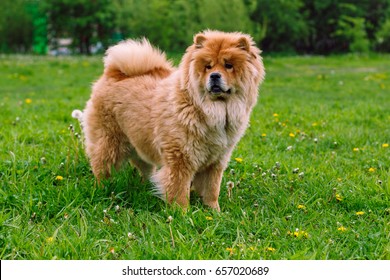 Beautiful dog chow-chow in the park. - Shutterstock ID 657020689