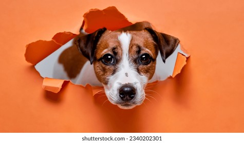 beautiful dog coming out of an orange paper wall in high definition