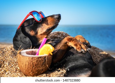 beautiful dog of dachshund, black and tan, buried in the sand at the beach sea on summer vacation holidays, wearing red sunglasses with coconut cocktail