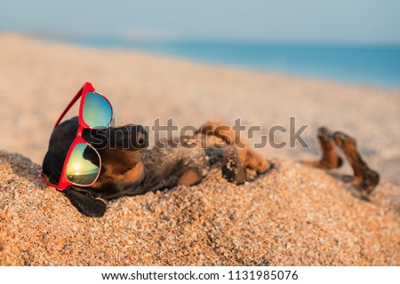 beautiful dog of dachshund, black and tan, buried in the sand at the beach sea on summer vacation holidays, wearing red sunglasses