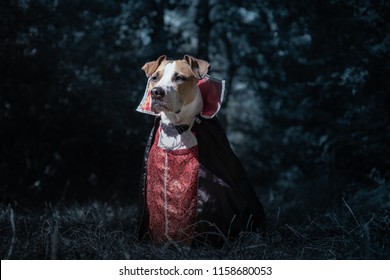 Beautiful dog dressed up as vampire in dark moonlit forest. Cute staffordshire terrier puppy in halloween costume of scary vampire in the woods, shot in low key