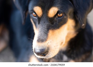 Beautiful dog faces, nose closeup