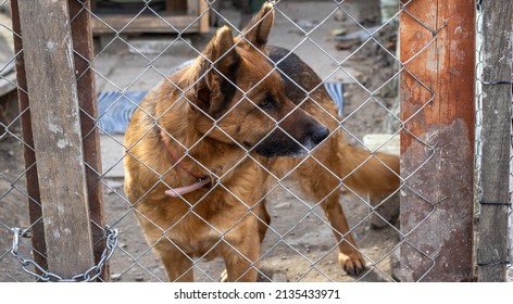 Beautiful Dog, German Shepherd Breed, Hold In A Self Made Shelter. Animal Care And Control Appreciation Week, National Pet Day. Adopt A Shelter Pet Day. Prevention Of Cruelty To Animals Month.