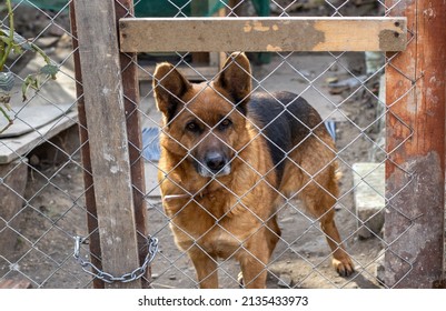 Beautiful Dog, German Shepherd Breed, Hold In A Self Made Shelter. Animal Care And Control Appreciation Week, National Pet Day. Adopt A Shelter Pet Day. Prevention Of Cruelty To Animals Month.