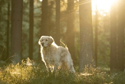 A Beautiful Dog Golden Retriever During Shooting In Forest