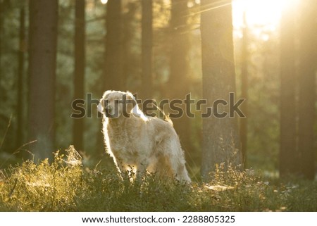 A beautiful dog golden retriever during shooting in forest