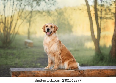 Beautiful dog golden retriever labrador sits in the grass in spring for a walk