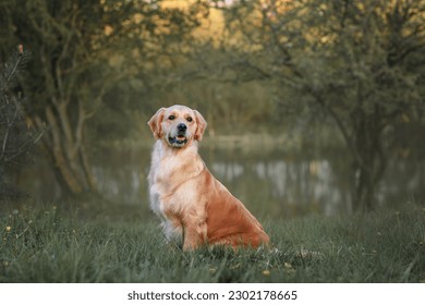Beautiful dog golden retriever labrador sits in the grass in spring for a walk - Powered by Shutterstock