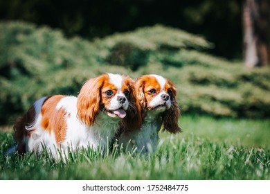 33 Kavalier Spaniel Images, Stock Photos & Vectors 