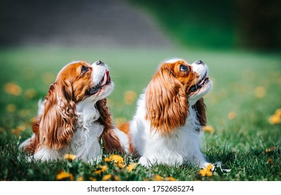 33 Kavalier spaniel Images, Stock Photos & Vectors | Shutterstock