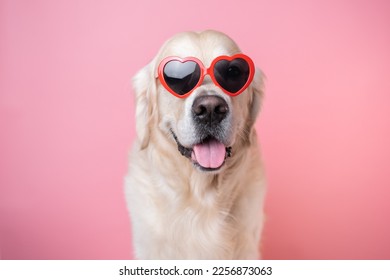 A beautiful dog with heart-shaped glasses sits on a pink background. Golden Retriever in red Valentine's Day glasses