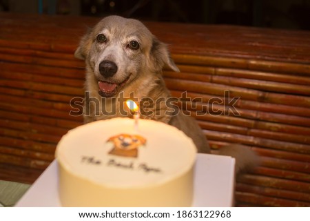A beautiful dog and her birthday cake. Celebration of a loving dog's birthdate. Warm candlelight colors, nighttime setting.