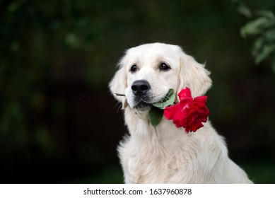 Beautiful dog holding a red rose in mouth, portrait outdoors in summer