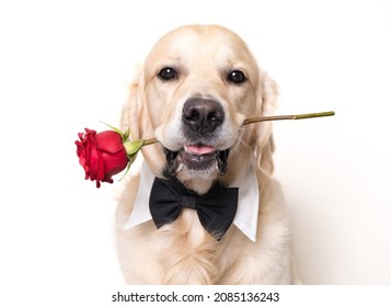 A beautiful dog holds a red rose in his mouth on a white background. Golden retriever for valentine's day. Postcard for congratulations with a pet.