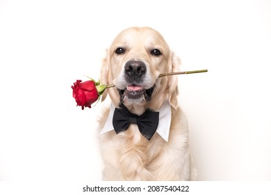 A beautiful dog holds a red rose in his mouth on a white background. Golden retriever for valentine's day. Postcard for congratulations with a pet.