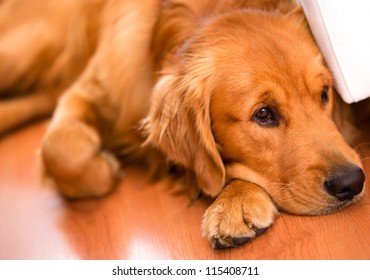 Beautiful dog at home looking very bored ஸ்டாக் ஃபோட்டோ
