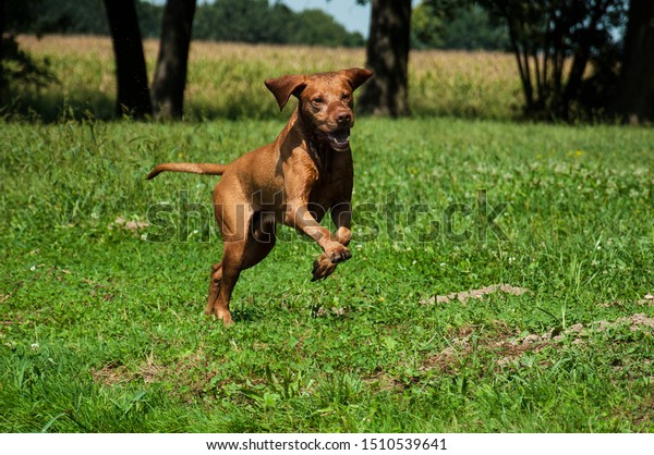 Beautiful Dog Hungarian Shorthaired Vizsla Running Stock Photo