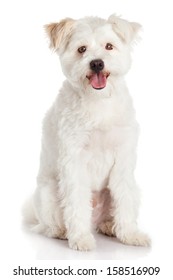 Beautiful Dog Isolated On White Background