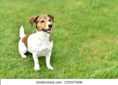 Beautiful Dog Jack Russell Terrier