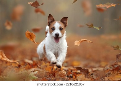 Beautiful dog jack russell terrier runs. dog in autumn leaves - Shutterstock ID 2210621857