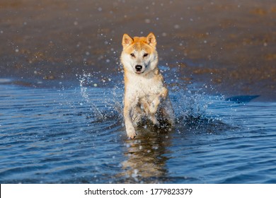 A Beautiful Dog Jumping Inside The Water In The Beach And Splashing