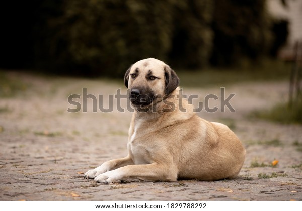 秋の美しい犬のカンガル犬種 の写真素材 今すぐ編集 1972