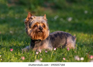 A beautiful dog, the Little Yorkshire Terrier lies in the low spring grass and looks upwards. Beautiful light.