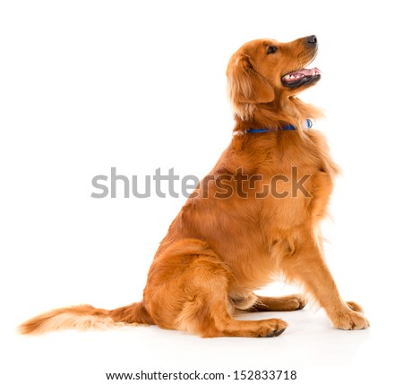 Similar – Image, Stock Photo cute golden retriever dog at home holding a blueberry on his snout. adorable obedient pet. Home, indoors and lifestyle