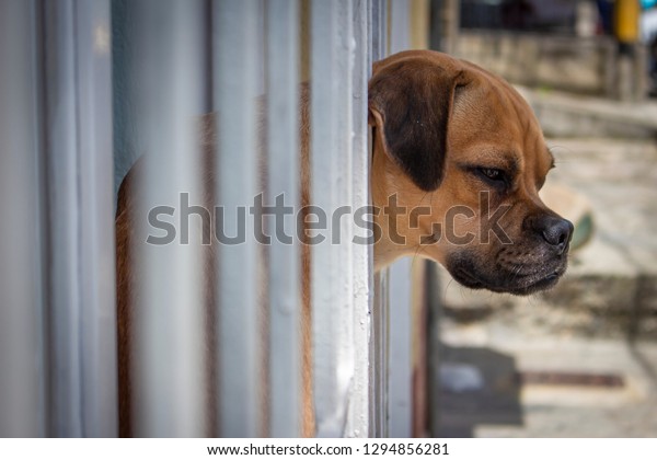 beautiful dog looking out a\
window