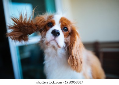 Beautiful Dog Looks Like A Movie Star Ears To The Wind