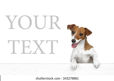Beautiful dog looks out from behind gray a banner  white background. Empty space for your text 