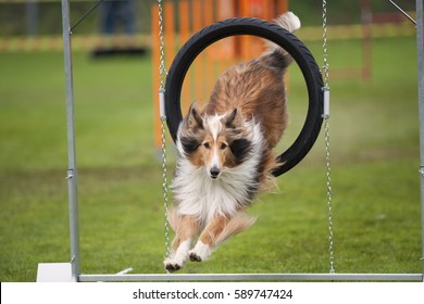 Beautiful dog in motion. Rough Collie jump through agility hoop, he is in long jump landing on grass. 
