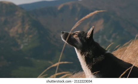 Beautiful Dog On Background Of Mountains, Backlit By Sun Rays In Day Time, Close-up. Concept Of Freedom, Travel, Adventure, Pride, Loyalty. Dog Is Waiting For Owner. No People. Cinematic