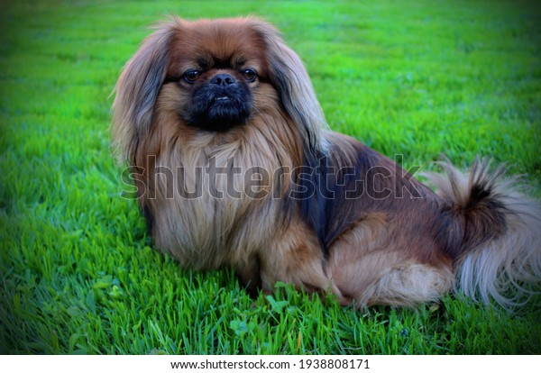 Beautiful dog. Pekingese sits on green grass.\
Pekingese dog sitting on the\
lawn.