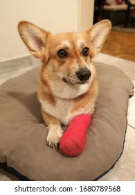 Beautiful Dog Pembroke Welsh Corgi Lying On A Bed With Vet Elizabethan Collar, Has Injured Leg In A Cast. 