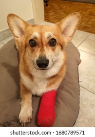 Beautiful Dog Pembroke Welsh Corgi Lying On A Bed With Vet Elizabethan Collar, Has Injured Leg In A Cast. 