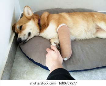 Beautiful Dog Pembroke Welsh Corgi Lying On A Bed With Vet Elizabethan Collar, Has Injured Leg In A Cast. 