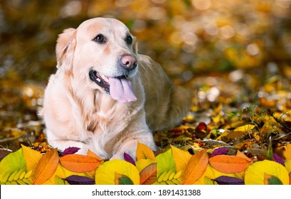 Beautiful Dog Playing With Autumn Leaves In Park