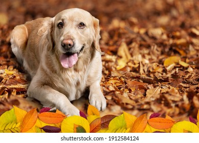 Beautiful Dog Playing With Autumn Leaves In Park