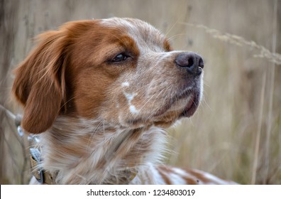 Epagneul Breton Images Stock Photos Vectors Shutterstock