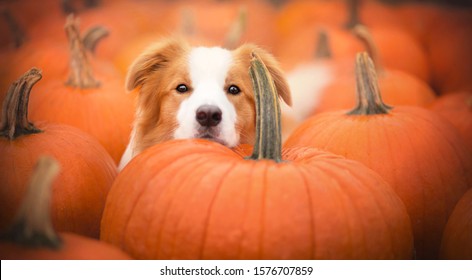 Beautiful Dog And Pumpkins At Autumn