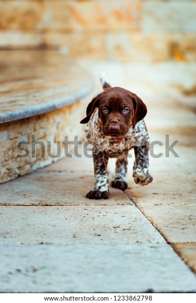 Beautiful Dog Puppy German Short Haired Stock Photo Edit Now