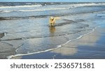 A beautiful dog runs along the seashore. The shore of the North Sea. Noordwijk aan Zee on a sunny day.